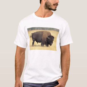 Camiseta Touro de Bisão no Parque Nacional de Yellowstone
