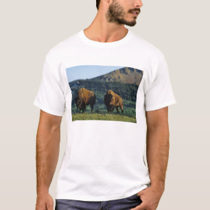 Camiseta Touro de bisão no Parque Nacional Waterton Lakes