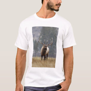 Camiseta Touro de Elk Bull, Yellowstone NP, Wyoming 2