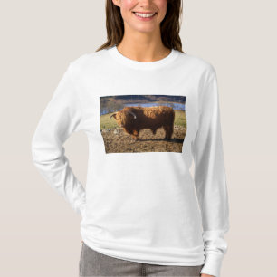 Camiseta Touro de Gado das Terras Altas, Escócia