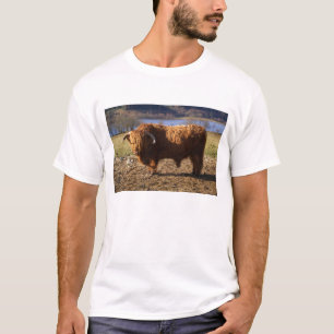 Camiseta Touro de Gado das Terras Altas, Escócia