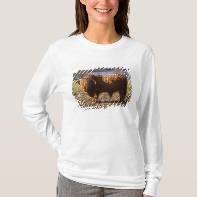 Camiseta Touro de Gado Highland, Escócia (Frente)