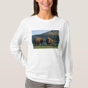 Camiseta Touros do bisonte no parque nacional dos lagos