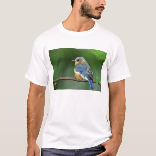 Camiseta Toutinegra-azul-fêmea, Sialia sialis