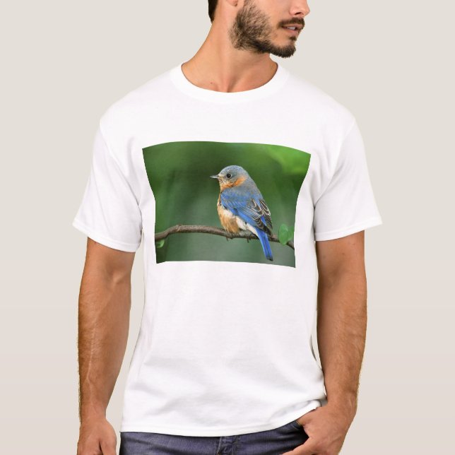 Camiseta Toutinegra-azul-fêmea, Sialia sialis (Frente)