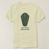 Trilobita Calymene Niagarensis