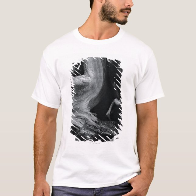 Camiseta Tronco de árvore inoperante (Frente)