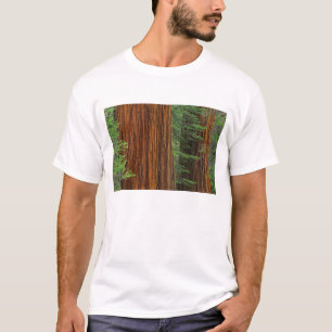 Camiseta troncos de sequóia gigante na floresta, Yosemite