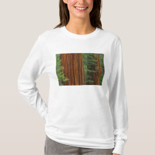 Camiseta troncos de sequóia gigante na floresta, Yosemite