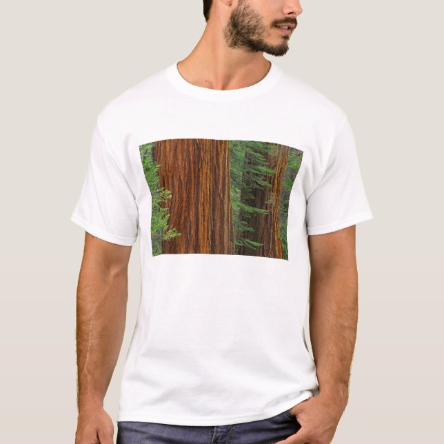 Camiseta troncos gigantes da Sequoia na floresta, Yosemite (Frente)