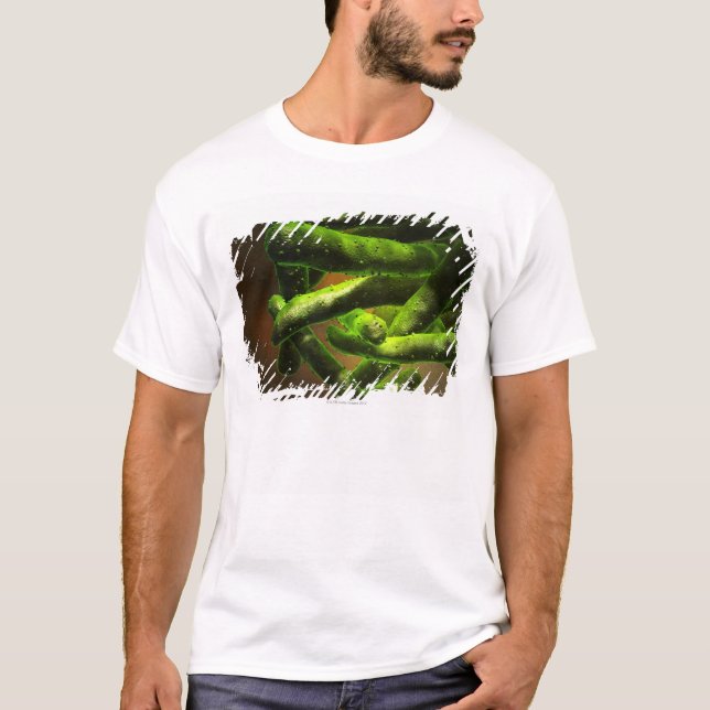 Camiseta Tuberculose de Mycobacterium (Frente)