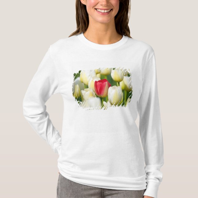 Camiseta Tulipa vermelha em um campo das tulipas brancas (Frente)