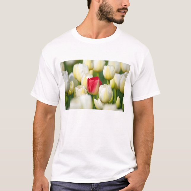 Camiseta Tulipa vermelha em um campo das tulipas brancas (Frente)
