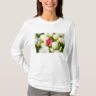 Camiseta Tulipa vermelha em um campo das tulipas brancas