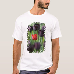 Camiseta Tulipas nos Jardins Keukenhof, Amsterdã,