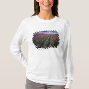Camiseta Tulipas rosa brilhante e vermelho brilham sob o es