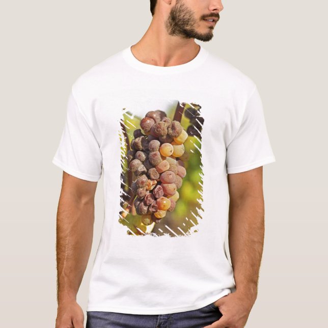 Camiseta Um cacho de uva de Semillon moldado em Ch Raymond  (Frente)