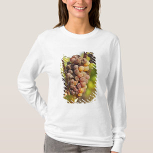 Camiseta Um cacho de uva Semillon mofado no Ch Raymond Lafo
