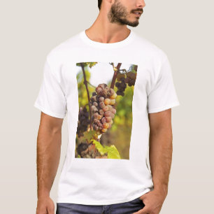 Camiseta Um cacho de uva Semillon mofado no Ch Raymond Lafo