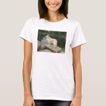 Um Cão Em Um Lago