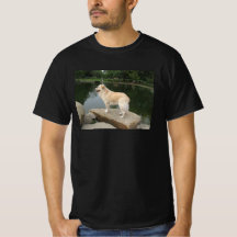 Um Cão Em Um Lago