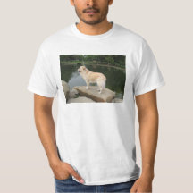 Um Cão Em Um Lago