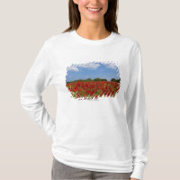 Um cheio do campo de flores vermelhas