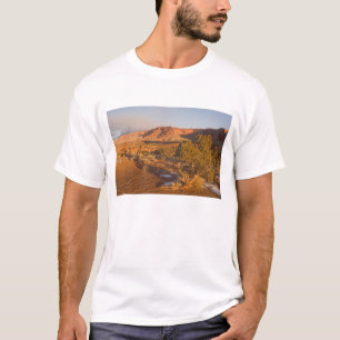 Camiseta Uma árvore de Juniperus osteosperma em 2
