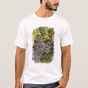 Camiseta Uma videira com cachos de uvas Merlot maduras - Ca