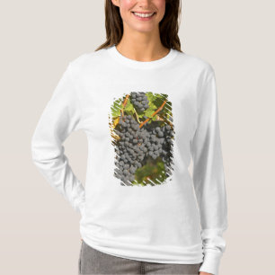 Camiseta Uma videira com cachos de uvas Merlot maduras - Ca