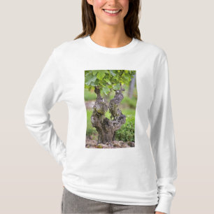 Camiseta Uma videira muito antiga na vinha Clos de l'Echo