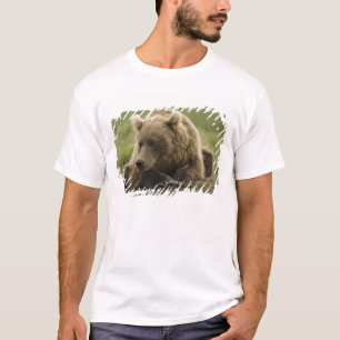 Camiseta Urso castanho ou Urso Cinzeiro Costeiro, Urso
