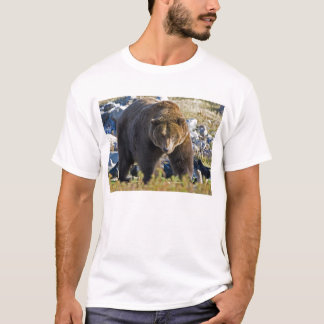 Camiseta Urso de urso