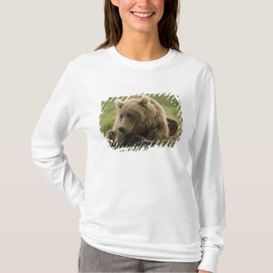 Camiseta Urso pardo, ou Urso Cinzento Costeiro, Ursus