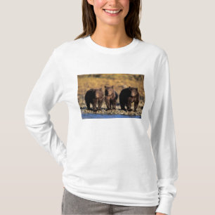 Camiseta Urso pardo, urso marrom, filhotes, Katmai National