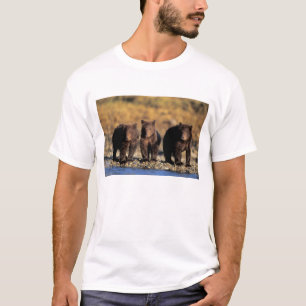 Camiseta Urso pardo, urso marrom, filhotes, Katmai National