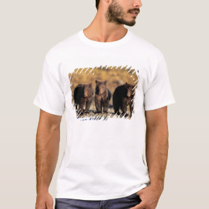 Camiseta Urso pardo, urso marrom, filhotes, Parque Nacional