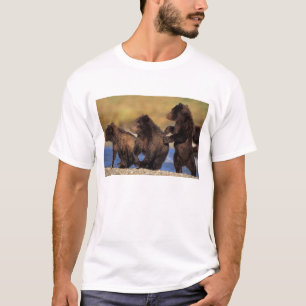 Camiseta urso pardo, Ursus arctos, urso cinzento, Ursus