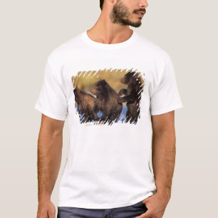 Camiseta urso pardo, Ursus arctos, urso cinzento, Ursus