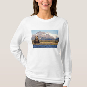 Camiseta urso pardo, Ursus arctos, urso cinzento, Ursus