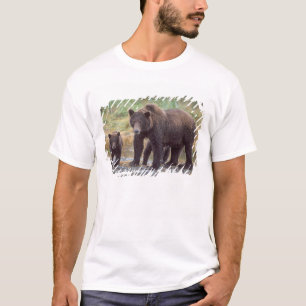 Camiseta urso pardo, Ursus arctos, urso cinzento, Ursus 3