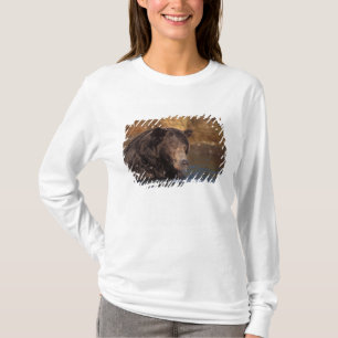 Camiseta urso pardo, Ursus arctos, urso cinzento, Ursus 5