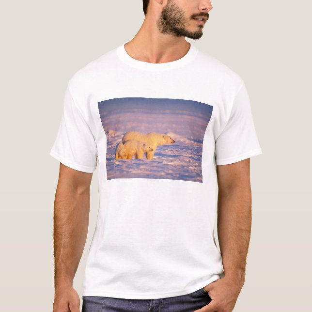 Camiseta Urso polar com filhotes de primavera no congelado (Frente)