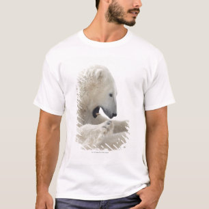 Camiseta Urso polar que contrata em uma luta com um outro
