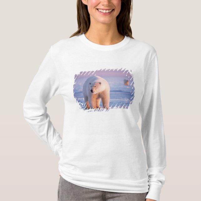 Camiseta urso polar, Ursus maritimus (Frente)