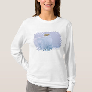 Camiseta urso polar, Ursus maritimus