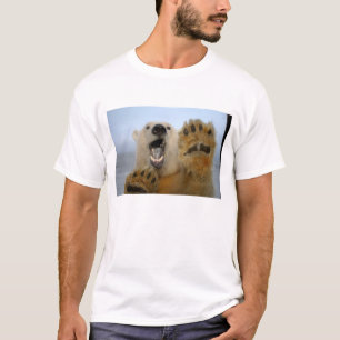 Camiseta urso polar, Ursus maritimus, curiosamente olha