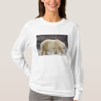 Urso Polar Ursus maritimus) em Churchill