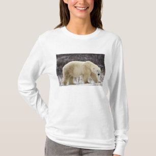 Camiseta Urso Polar Ursus maritimus) em Churchill