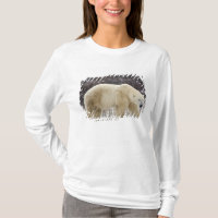 Urso Polar Ursus maritimus) em Churchill